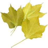 Isolated Yellow Maple Leaf Nature