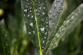 Water Rain Drop