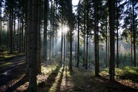 Forest Backlighting Trees