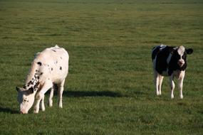 cute calves in the meadow