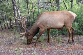 Elk Canyon