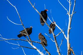 perched on the tree turkey vultures