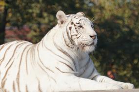 Beautiful, white and black, striped tiger, among the colorful plants