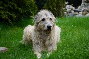 Irish Wolfhound Dog lays on lawn