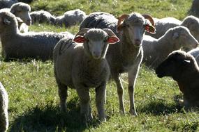 flock of little sheep on a farm