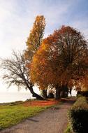 Lake Tree Landscape