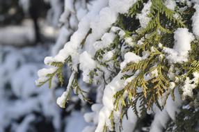 Winter Snow Branch macro blur