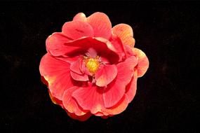 Rose Floribunda Bloom petals
