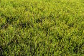 Swamp Grass Wetland
