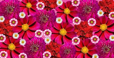 flowers nature flora graphic red