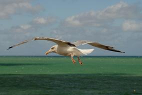 charming Sea Horizon ââ