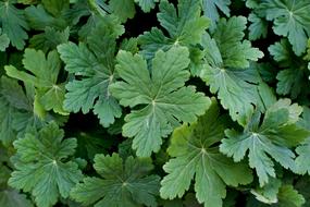 Geranium Flowers green