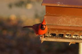 Cardinal Male
