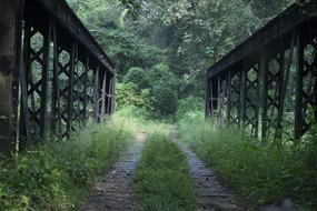 Bridge Forest Nature