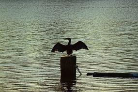 gorgeous Cormorant Bird Water