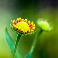 Flower Yellow Red