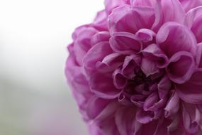 Flower Purple Nature