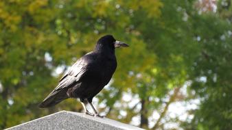 wonderful Crow Stone Cemetery