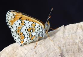 closeup view of white-orange butterfly on a stone