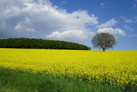 Oilseed Rape Field Of Rapeseeds