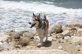 Husky walks along the rocky bank of the river
