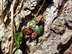 Beetle on the bark of a tree in the bright sun