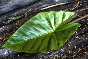 Green Leaf Plant on wood