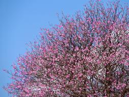 Tree Pink Sky Blue