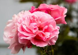 Rose Flower Flora