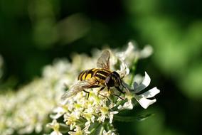 Macro Bug Nature