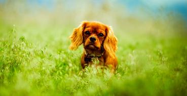 incredible red puppy