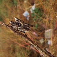 grasshoppers grass view landscape