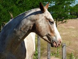 Profile portrait of the beautiful, colorful and cute horse near the fence and colorful field, among the green tree