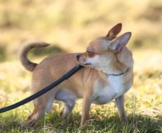 chii hua hua walks on a leash