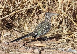 gray wild bird on a background of dry grass