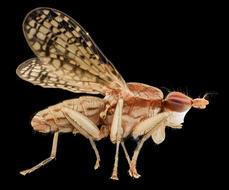 Marsh Fly Insect