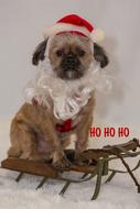 dog dressed as Santa Claus on a sleigh