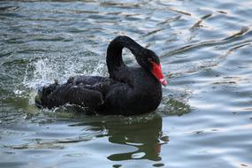 closeup view of Black Swan Mourning
