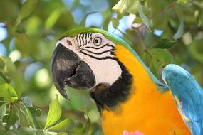 colorful parrot among the branches on a blurred background