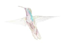 watercolor hummingbird