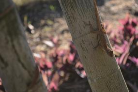 Nature Lizard Animal