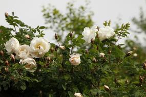 Rosa Pimpinellifolia Plena