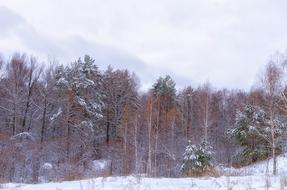 Forest Snow Cloud winter