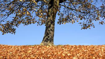 Autumn Tree on hill
