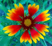 Blanket Flower Plant