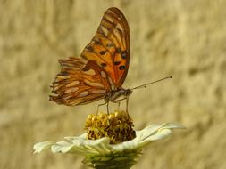 Butterfly Garden Flowers