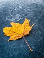 Fall Foliage Frost Cold