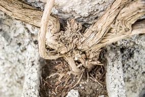 Old wood Roots