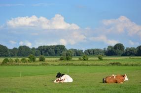 Landscape Pasture Koien