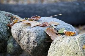 Stone Foliage Nature